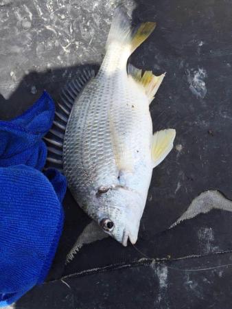 【厦门】2011年6月 丰田 花冠 1.6 经典版 黑色 手自一体